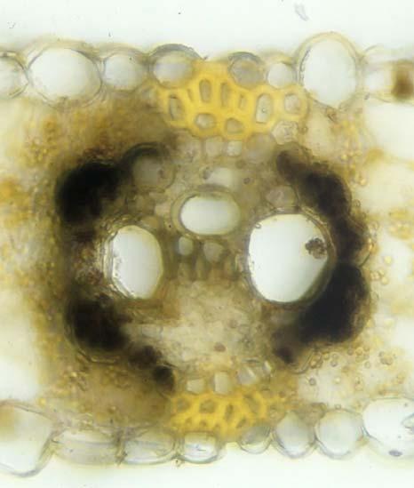 Typisches Blatt eines Grases mit C4-Photosynthese (Kranz-Anatomie): Zea Mays (Mais) Übersicht eines Querschnitts nahe der