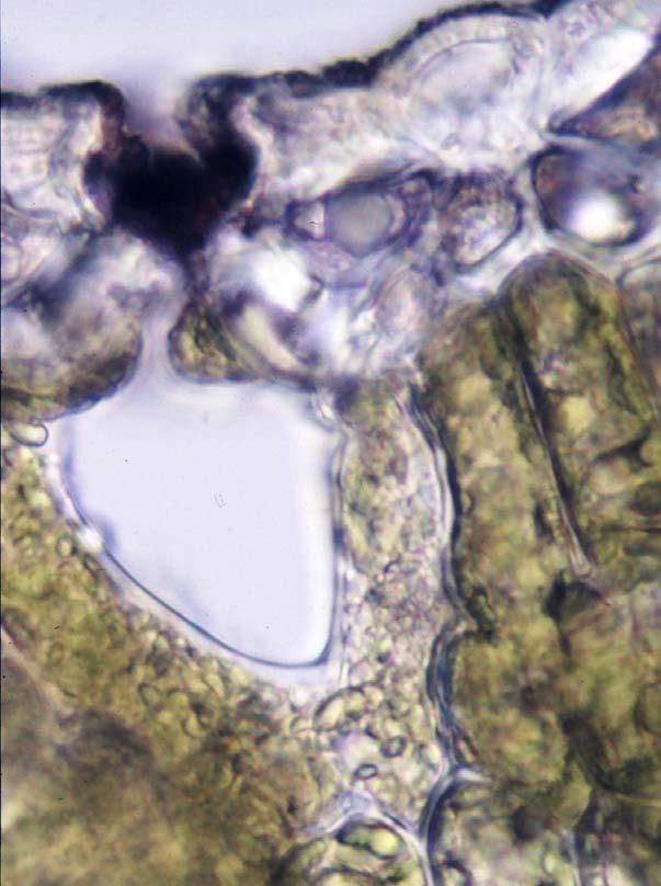 Xeromorphes Blatt von Pinus silvestris (Kiefer) Details eines Stomiums: - Dicke der Zellwände verschiedener