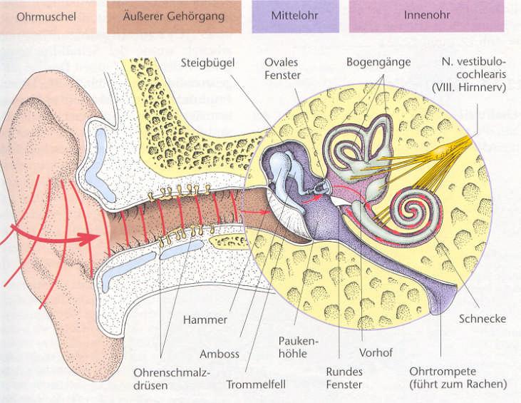 Lokalisation von Schwerhörigkeiten Schalleitungsschwerhörigkeit (SLS): - Äußeres Ohr - Mittelohr