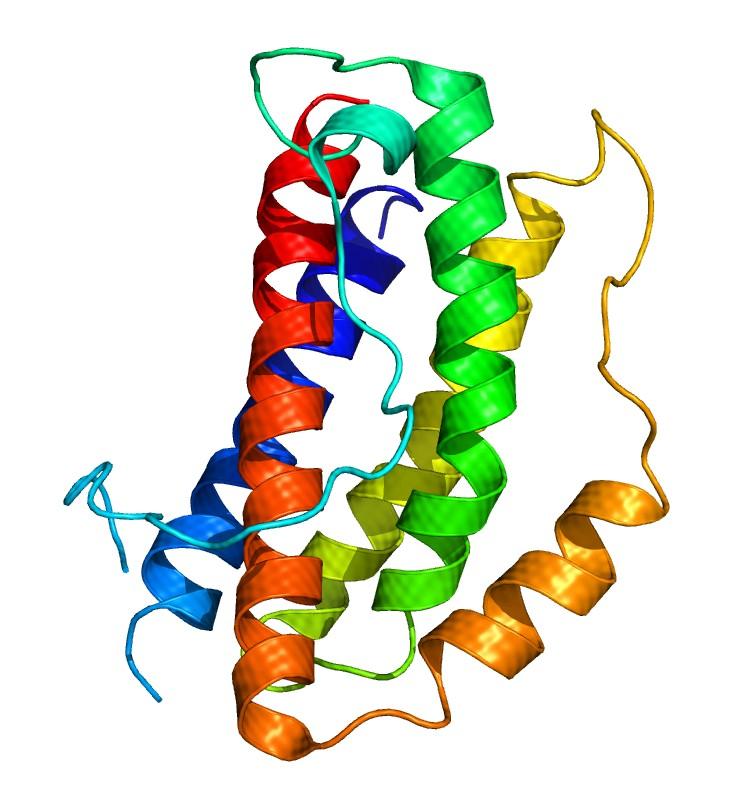 3 Interleukin-6 Abbildung 4: IL-6 Struktur (40) Interleukin-6 ist ein Glykoprotein mit einem Molekulargewicht von ca. 26 kd (96).