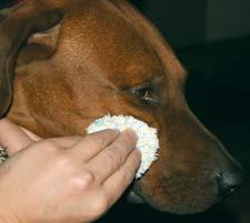 14: Abschminkpad zur Reinigung von Katzen- und Hundeaugen Probieren Sie zur Säuberung der verklebten Augen das JEMOTION Abschminkpad.