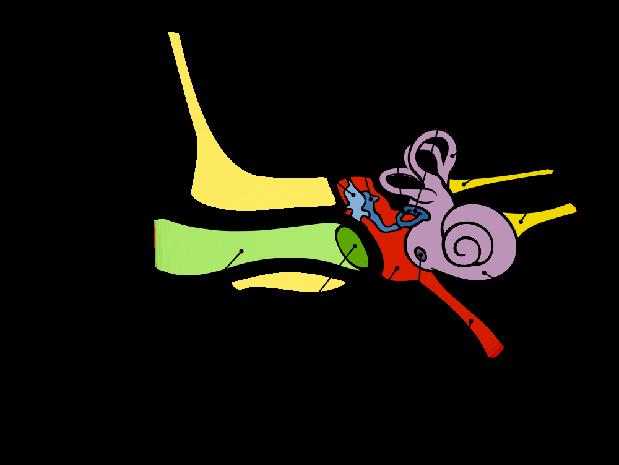 Das menschliche Ohr Aussenohr: Ohrmuschel,