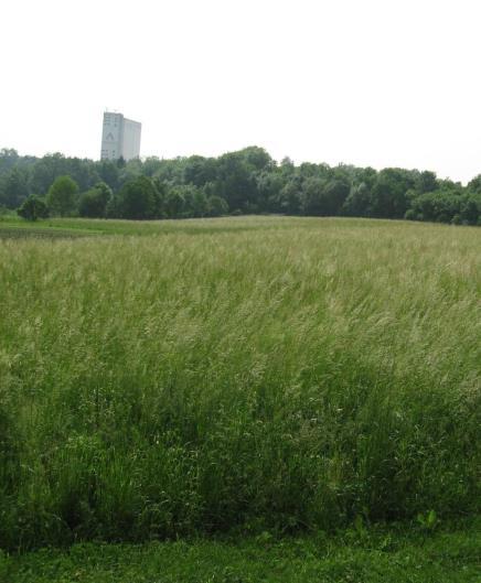 der Viehbesätze in Bio ( 1,3 GVE/ha in Österreich) zu wenig Wirtschaftsdünger um alle Flächen intensiv zu nutzen