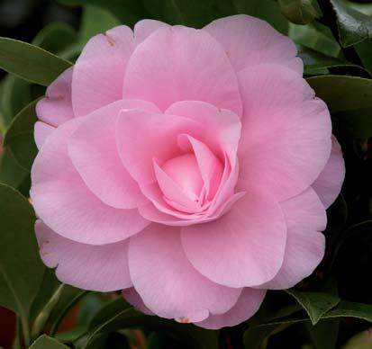 Camellia - Hybride Sun Song Blütenfarbe: perlmuttrosa Blütenform: vollständig gefüllt Blütezeit: Ab März/April