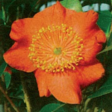 Die Blütenknospen sinid gross, eiförmig und haben eine dekorative orange-grüne Färbung.