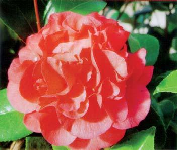 Camellia japonica Spring Festival Blütenfarbe: rosa bis lachsrosa, zur Mitte heller werdend Blütenform: rosenförmig Blütezeit: Ab Januar /