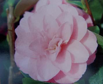 Camellia japonica Kramer s Supreme Blütenfarbe: leuchtend rot Blütenform päonienförmig, Blüte über 10cm, duftend Blütezeit: Ab Januar