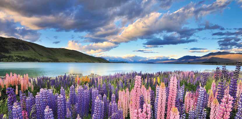Neuseeland öffentlich SÜDINSEL Wild, ungebändigt, unberührt das ist die Südinsel Neuseelands!