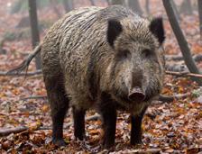 schwarzwild Obwohl das Wildschwein in unseren Wäldern gar nicht so selten ist, wird es nicht so oft bemerkt. Auch wenn sie sehr große und starke Tiere sind, sind sie doch sehr scheu.