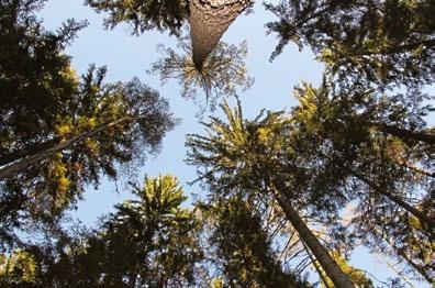 Alltag raus Waldschule Graz rein Sich in der Natur bewegen, einen Baum pflanzen, oder einfach nur beim Spaziergang die frische Waldluft einatmen, weckt gute Gefühle in uns.