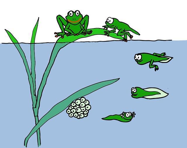 SCHOOL-SCOUT Der Frosch Seite 9 von 26 Von der Kaulquappe zum Frosch Im April und Mai kommt es bei den Fröschen zur Paarung.