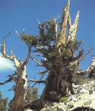 Waldverjüngung aus genetischer Sicht Grannenkiefer (Pinus aristata) kann bis max. 4700 Jahre alt werden.