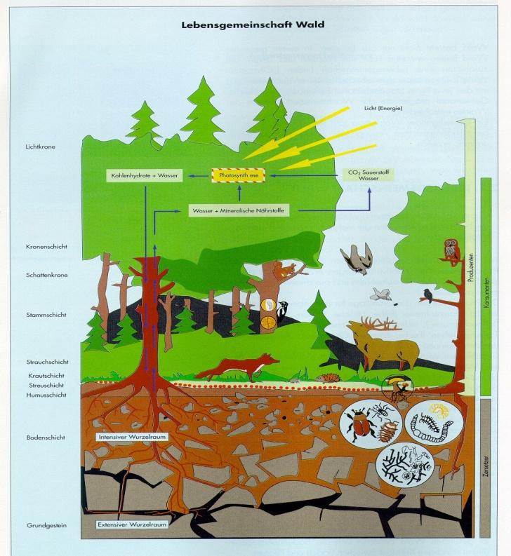 Ökosystem Wald Produzenten (Verwerter von