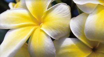 Rundreise 3 Inseln mit Mietwagen & Hochzeit Reisedauer 16 Nächte Inseln/Nächte Oahu (4), Maui (6), Kauai (6) Unterkünfte Romantische Hotels &