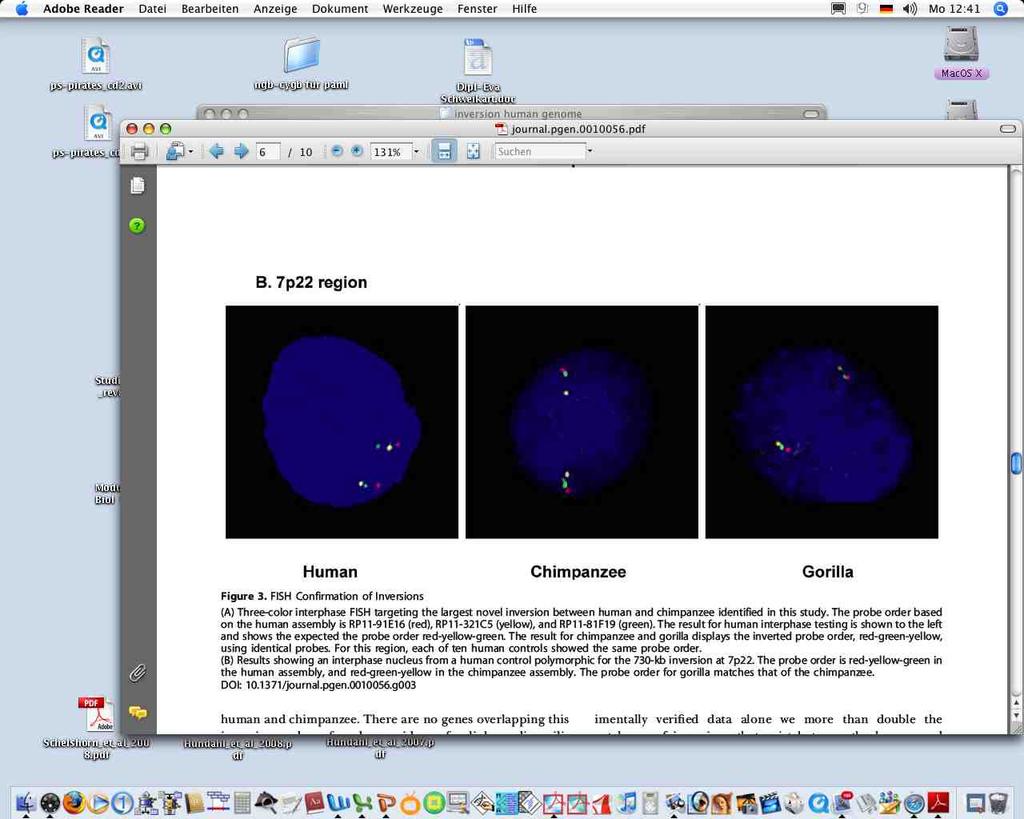 Genetische Diagnose Diagnose per in situ- Hybridisierung an Interphase-Kernen mit 3 Sonden Standardabfolge: