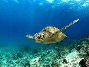 Auf Floreana erfahren wir aber nicht nur etwas über die Geschichte der Galapagos-Inseln, sondern erkunden das Hochland der Insel und gehen bei 'La Loberia' in glasklarem Wasser schnorcheln, um