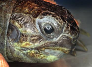 204 13 Augenprobleme Abb. 13-2 Keratitis bei einer juvenilen Landschildkröte, verursacht durch eine inadäquat (seitlich) montierte UV-Lampe 13.2.1 Haltungs- und Fütterungsfehler y Traumata: bei Landschildkröten z.