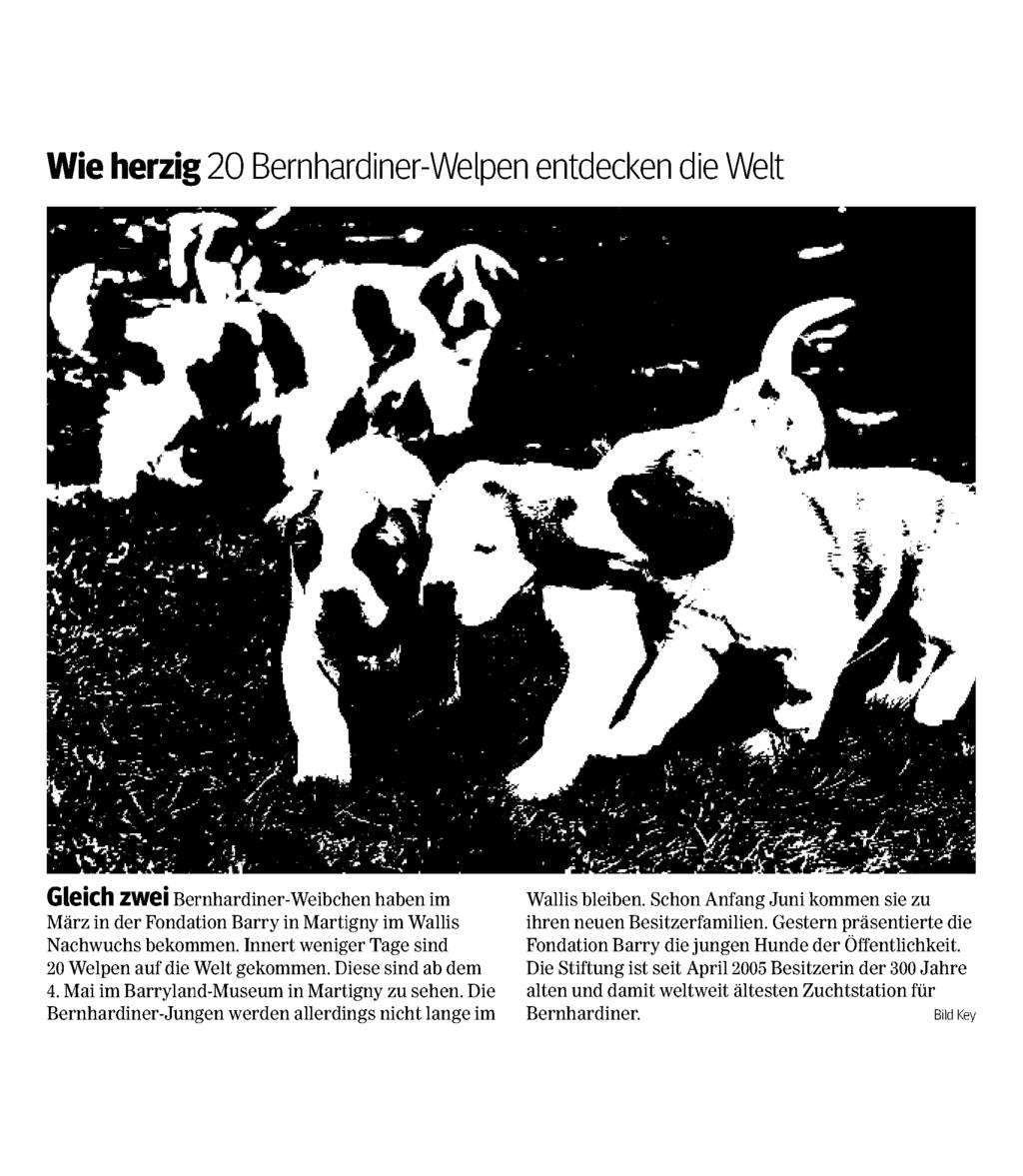 002 Referenz: 65226862 Ausschnitt Seite: 1/1 Wie herzig 20 Bernhardiner-Welpen entdecken die Welt Gleich zwei Bernhardiner-Weibchen haben im März in der
