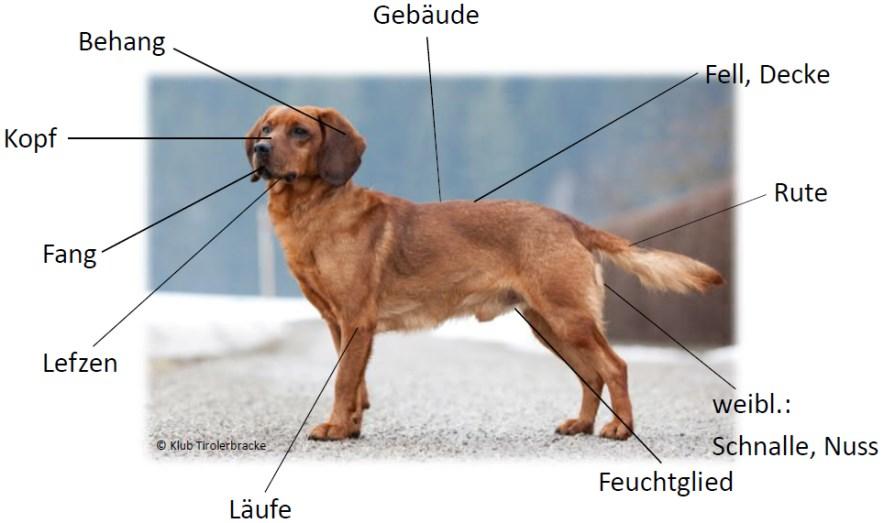 Was gibt es für Stöberhunde? Cockerspaniel, Deutscher Wachtelhund Was gibt es für Bau- und Erdhunde? Jagdterrier, Dackel Kurzhaar und Langhaar bzw. Rauhhaar Weidmännische Ausdrücke?