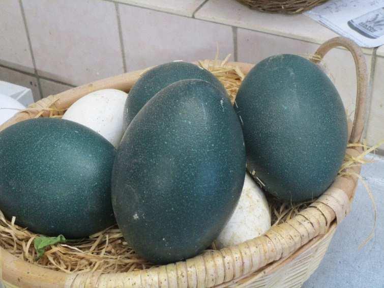 aus Sachsen hergestellt: Eierlikör aus den großen, dunkelgrünen Eiern der Emus!