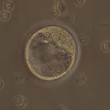 2.2. Kultivierung der Blastozysten auf feeder cells 2.2.3. Kultur der embryonalen Stammzellen (ESCs) 2.2.4.