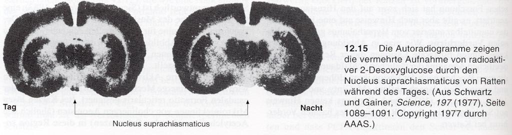 Die innere circadiane Uhr: Der Nucleus suprachiasmaticus 3 Belege: