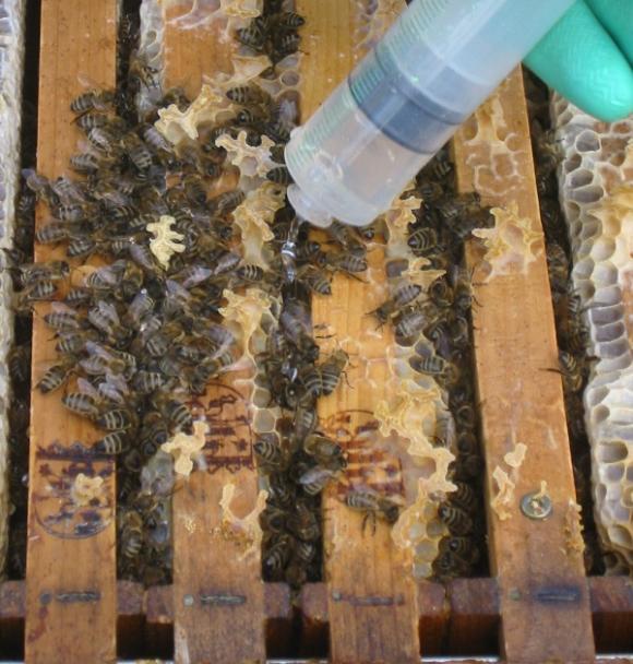Beurteilung der Verteilung des Bienensitzes in der