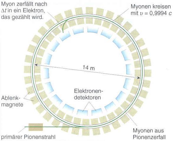 Myonen leben im