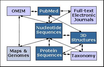 MEDLINE im Internet MEDLINE ist im Internet als PubMed verfügbar. Der Zugriff auf PubMed erfolgt über Entrez, das Informationszugrifssystem der NCBI.