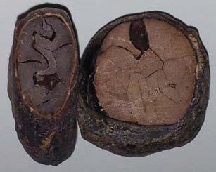 Abbildung 14: Querschnitt durch eine ungeröstete und eine geröstete Kakaobohne.