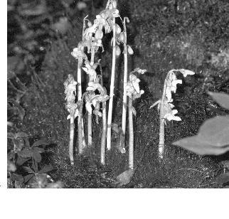 Epipogium aphyllum Sw. Thomas Ulrich gesagt, was es nicht braucht. Trockene Frühlingsmonate sind kein guter Start für das Epipogium-Jahr. Eine langliegende Schneedecke an den Nordhängen ist u.u. genauso fördernd wie ein verregneter Frühling.