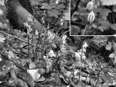 Epipogium aphyllum Sw. 38 Thomas Ulrich wenn sich die verschiedenen Autoren uneins sind, ob der Widerbart sich überhaupt generativ fortpflanzt, hoffen wir, dass die Aussaat von ca.
