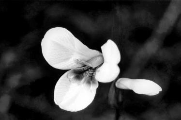 5 Millionen Einwohnern ist sie in vielen Teilen unberührt geblieben und bietet daher ein Thelymitra ixioides (Orchidaceae) faszinierendes Forschungssubstrat.