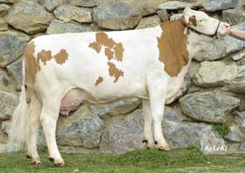 Die Kuh ELLI - erreichte im letzten Leistungsabschluss knapp 109.000 kg Milch Lebensleistung.
