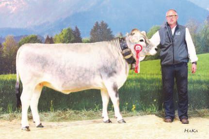 1060 317 349 845 W 1 268 401 36,7 428 235 989 361 326 791 Mit einer Kuh und einer Kalbinnengruppe war Tiroler Grauvieh auf der Bundesfleischrinderschau vertreten.