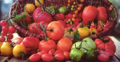 Rote und grüne Paprikafrüchte sind keine unterschiedlichen Sorten, sondern unterschiedlich
