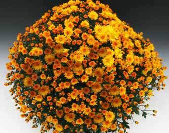 Chrysanthemum indicum natürliche