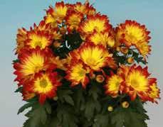 Type Form de Fleurs Topf-Chrysanthemen