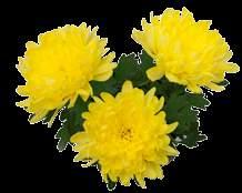 Pot-Chrysanthemums