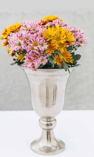 Neben traditionellen, grossblumigen Sorten bieten wir unseren Kunden auch bei Spraychrysanthemen ein ständig aktualisiertes Sortiment in den verschiedensten Farben