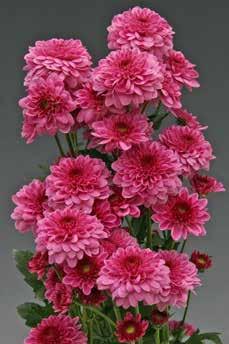 Cut chrysanthemums are an important part of our range for more than 55 years.