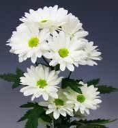 Chrysanthemum indicum Blütenform Flower