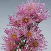 Chrysanthemum indicum Blütenform