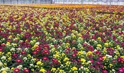 Chrysanthemum indicum 8 9 natürliche Blütezeit Monat
