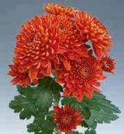 Chrysanthemum indicum natürliche Blütezeit