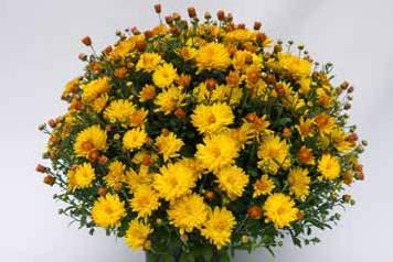 Containern suitable for an easy and short cultivation of big
