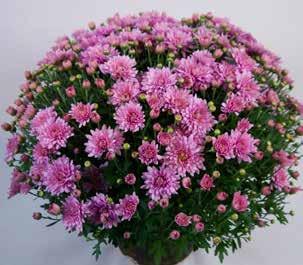 Chrysanthemum indicum natürliche Blütezeit KW