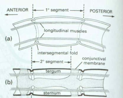 MuskelfasernhafteneherandensolidenPlattenalsandenintermembranenZonen 88 Abdomenmuskulatur Die steifen Sklerit& segmente von Rücken und Bauch werden durch unterschiedliche Muskeln verbunden Durch