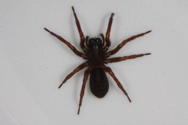 Information Die Spinnen (AraneaebesitzenachtBeineundihrKörperist in zwei Segmente gegliedert Die Bein& extremitäten sind siebengliedrig (Coxa,
