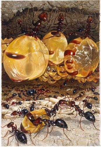mexicanusgefülltmithonig o Allgemeine Information Ameisen leben in Staatengemeinschaften und übernehmen dabei verschiedene Aufgaben Sie passen sich diesen an, entsprechend variiert ihre